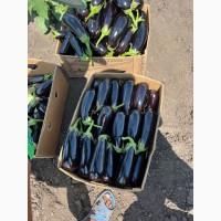 Продам БАКЛАЖАН сорт казимир ОПТ
