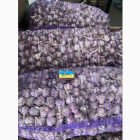 Часник Любаша 3+ 400кг, ціна 100 грн/кг, 10кг мінімум, від виробника ТОВ «НЗЧ»