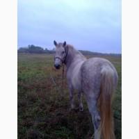 Велику Рогату Худобу.На М#039;ясо. Коні. Корови. Телиці.Телята