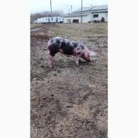 Продам ремонтних свинок