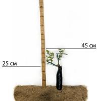 Саджанці англійських піоноподібних троянд Джульєт