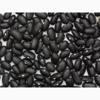 Сортова квасоля оптом від виробника - понад 20 перевірених сортів