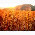 Куплю жито (рожь)