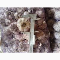 Продам часник любаша