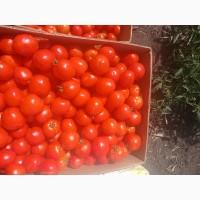 Продам помидор