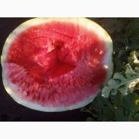 Продам кавун Тамерлан