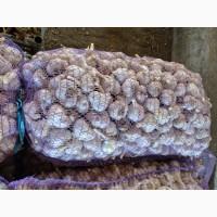 Продам часник сорт Ірен фракція 35-45