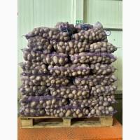 Продам картоплю сорту Арізона оптом від 10 тонн