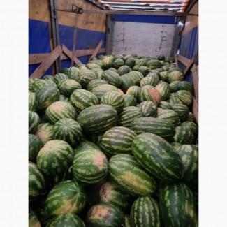 Соковиті кавуни прямо з Полтавщини
