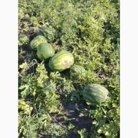 Соковиті кавуни прямо з Полтавщини