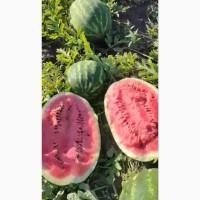 Соковиті кавуни прямо з Полтавщини