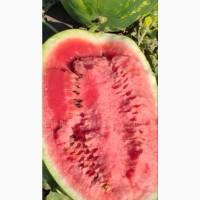 Соковиті кавуни прямо з Полтавщини