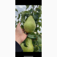 Продам грушу Рікс та Ноябрська