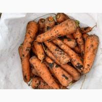 Продам моркву