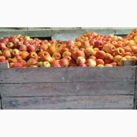 Продам яблука різних сортів