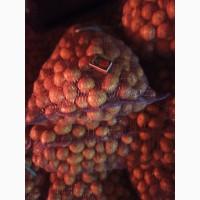 Продам семенной картофель Ривьера