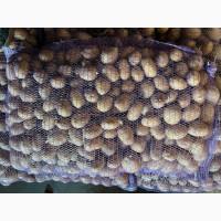 Продам насіннєву картоплю друга репродукція