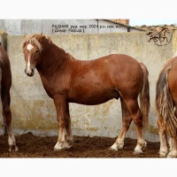Жеребець новоолександрівської породи ПРОДАЖ