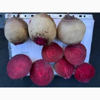 Продам столовий буряк