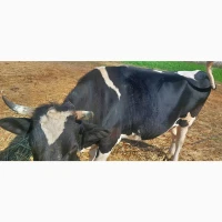 Продам стадо молодых коров