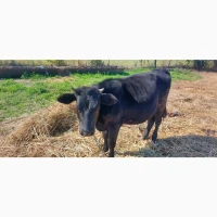 Продам стадо молодых коров