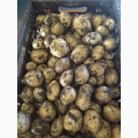 Продам гуртом картоплю