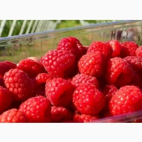 Куплю малину для заморозки