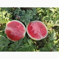Продам кавун Карістан