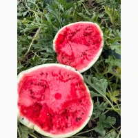 Продам кавун Карістан