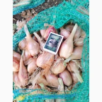 Продам Королівську КУЩІВКУ