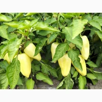 Продам овочі від виробника картопля, кавун, диня, перець, помідор, кукурудза, баклажан