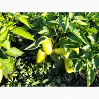 Продам овочі від виробника картопля, кавун, диня, перець, помідор, кукурудза, баклажан