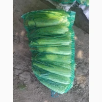 Продам овочі від виробника картопля, кавун, диня, перець, помідор, кукурудза, баклажан