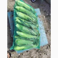Продам овочі від виробника картопля, кавун, диня, перець, помідор, кукурудза, баклажан