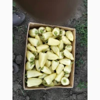 Продам овочі від виробника картопля, кавун, диня, перець, помідор, кукурудза, баклажан