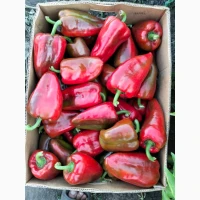 Продам овочі від виробника картопля, кавун, диня, перець, помідор, кукурудза, баклажан