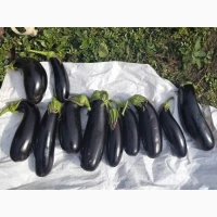 Продам овочі від виробника картопля, кавун, диня, перець, помідор, кукурудза, баклажан