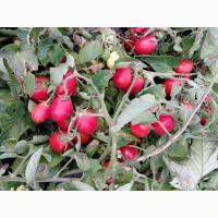 Продам помідори сорт Діно, Рекордсмен, номерна сливка