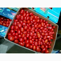 Продам помідори сорт Діно, Рекордсмен, номерна сливка