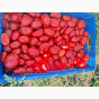 Продам помідор томат