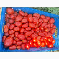 Продам помідор томат