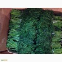 Продам зелень оптом (укроп и петрушку) Винница, Киев.
