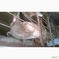 Продам хряка(кнура) недорого