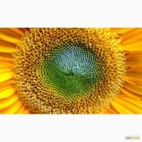 Куплю подсолнечник неликвид(маркированный, кислый, влага до 40%), отходы масличных культур
