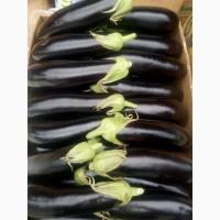 Продам товарный баклажан сорт Анатоль