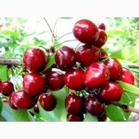 Саженцы черешни сорт Валерий Чкалов
