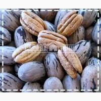 Орех Кария Пекан MOHAWKкупить в интернет-супермаркете SADOVA-TOCHKA