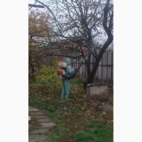 Обрезка плодовых деревьев