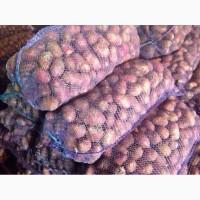 Картофель оптом от производителя. 5+ 17 р./кг