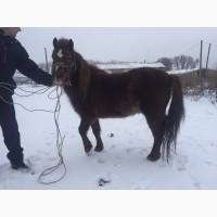 Лошади пони